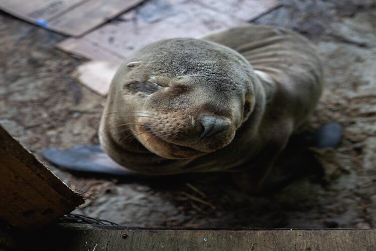 Bomberos de Achao - Abnegación y Trabajo